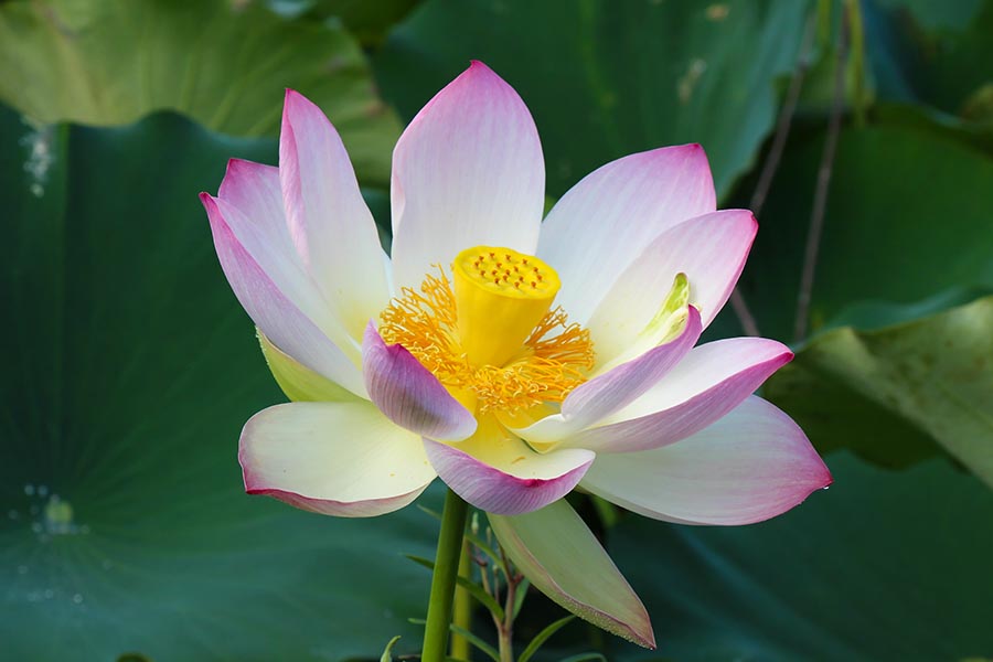 thamthyphuong Pink-lotus